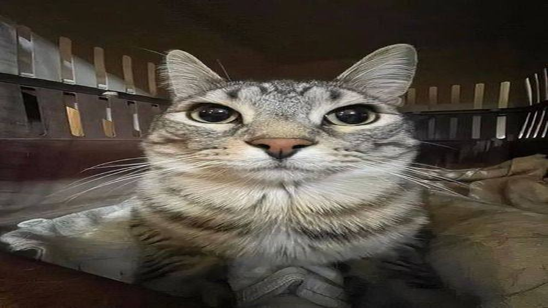 Zazu, panoramic crop